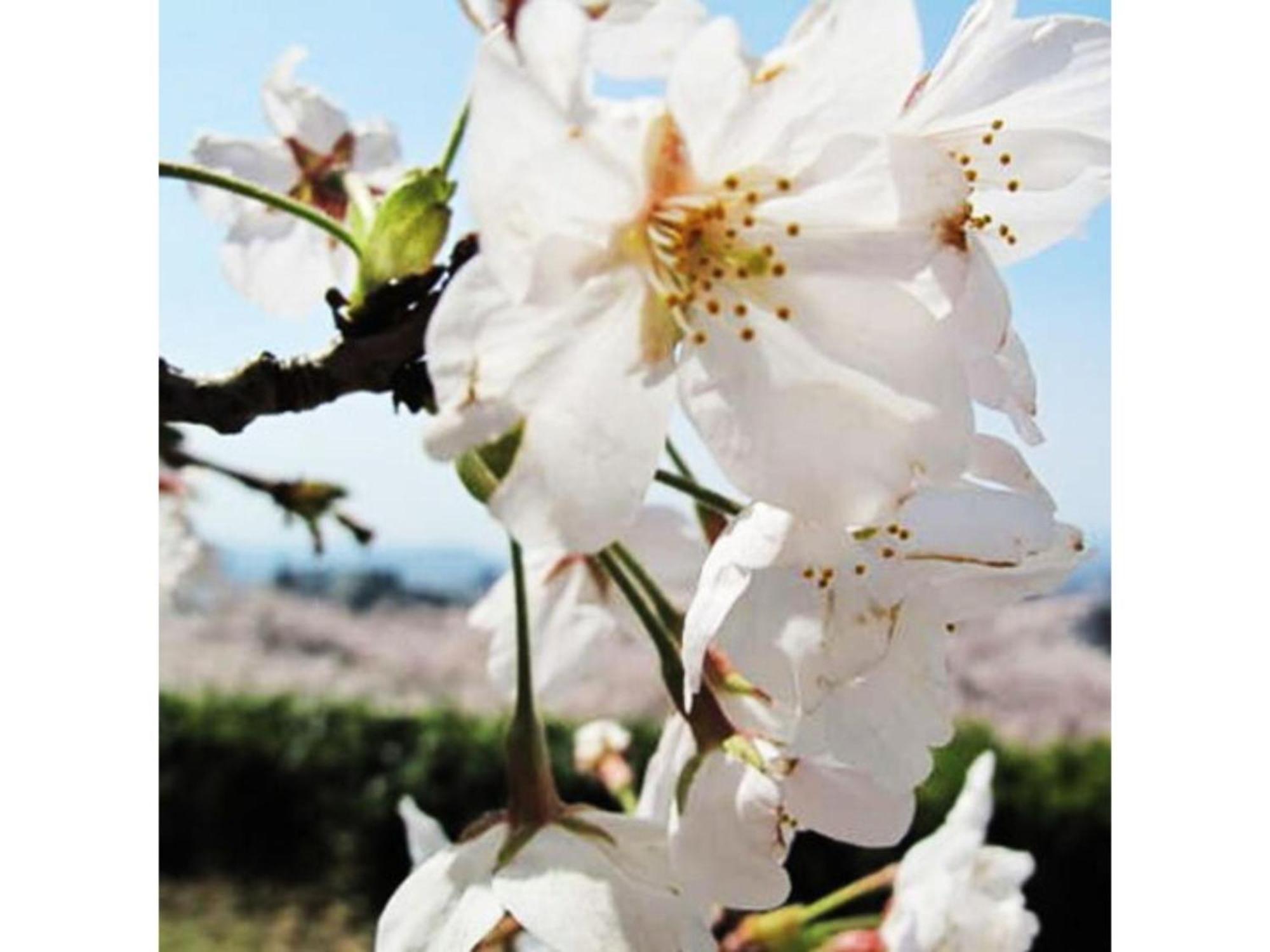 Tottori City Hotel / Vacation Stay 81355 Bagian luar foto